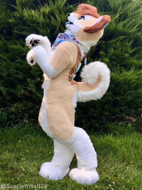 Happy Fursuit Friday! 💕🐾 (@ScarlettWolf24) by scarlettwolf24