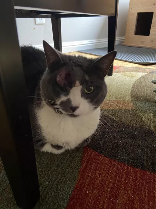 Poor JJ found out he had diabetes and had to have a huge abscess on his eyebrow lanced by Jirel-of-Joiry