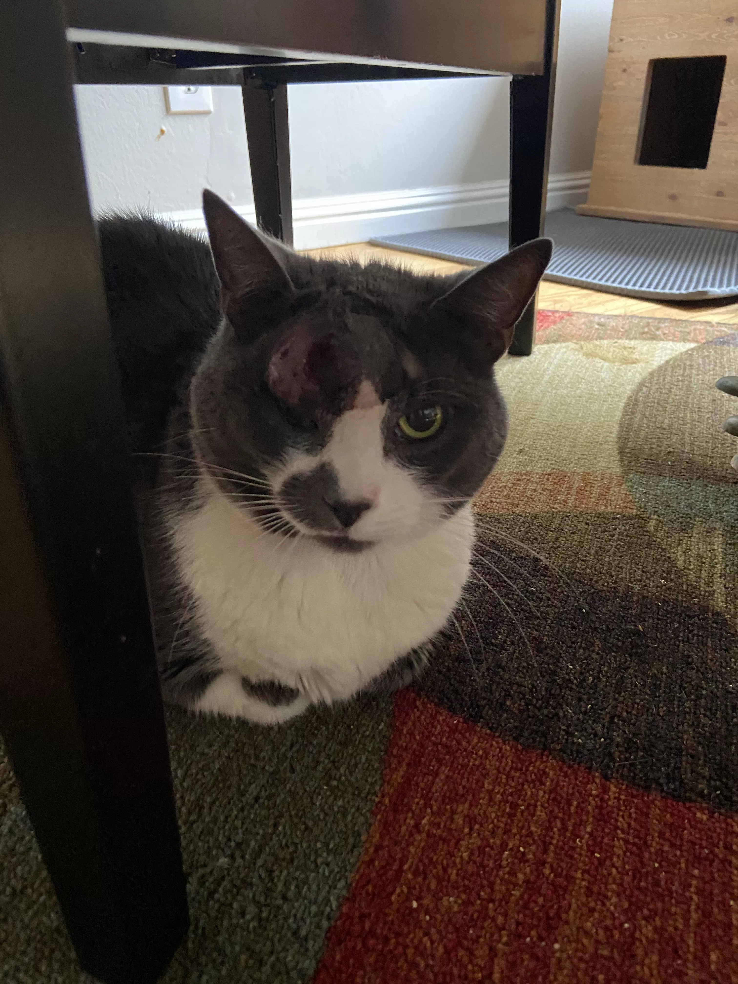 Poor JJ found out he had diabetes and had to have a huge abscess on his eyebrow lanced posted by Jirel-of-Joiry