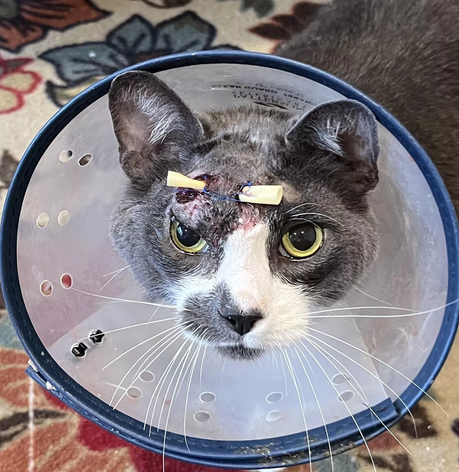Update: JJ’s abscess wound is healing well and he’s purring like a maniac even with the cone posted by Jirel-of-Joiry