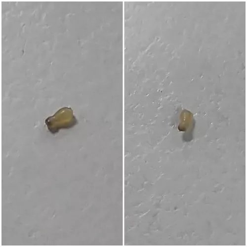 A Blackhead shaped like a gourd. by jinrex015