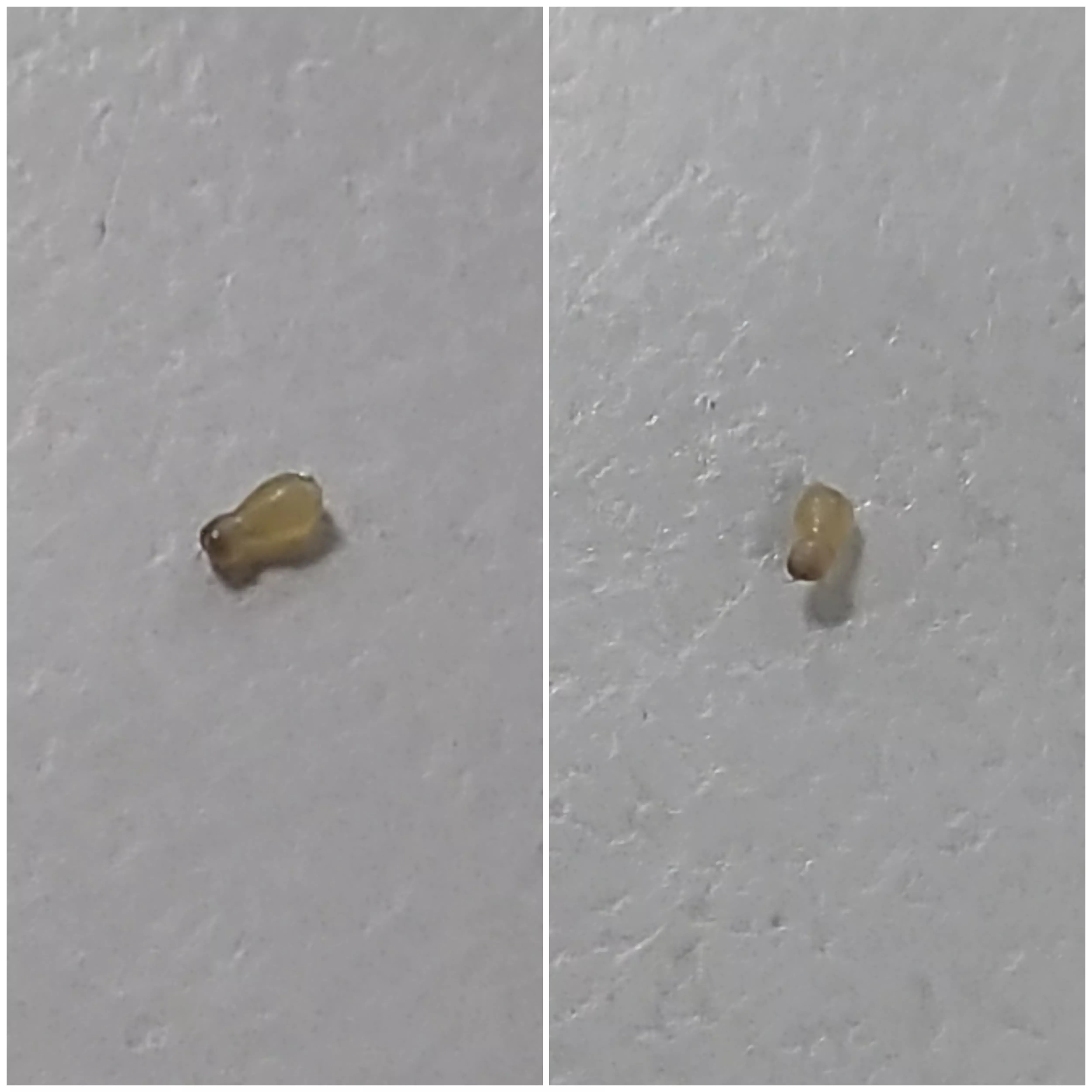 A Blackhead shaped like a gourd. posted by jinrex015