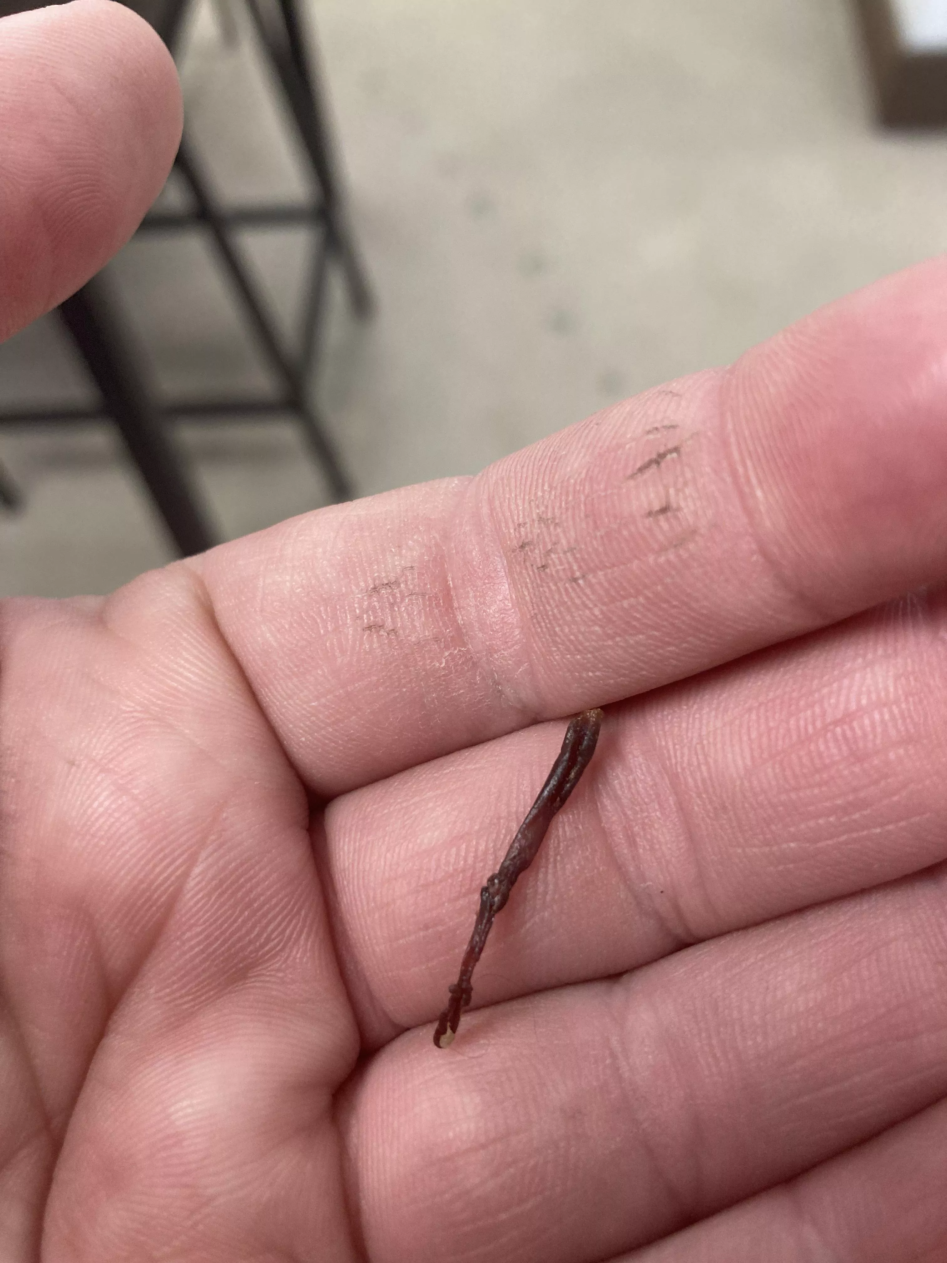 Getting over a sinus/ear infection. Pulled this out of my ear at work today 🙀 posted by False_Ad_4117