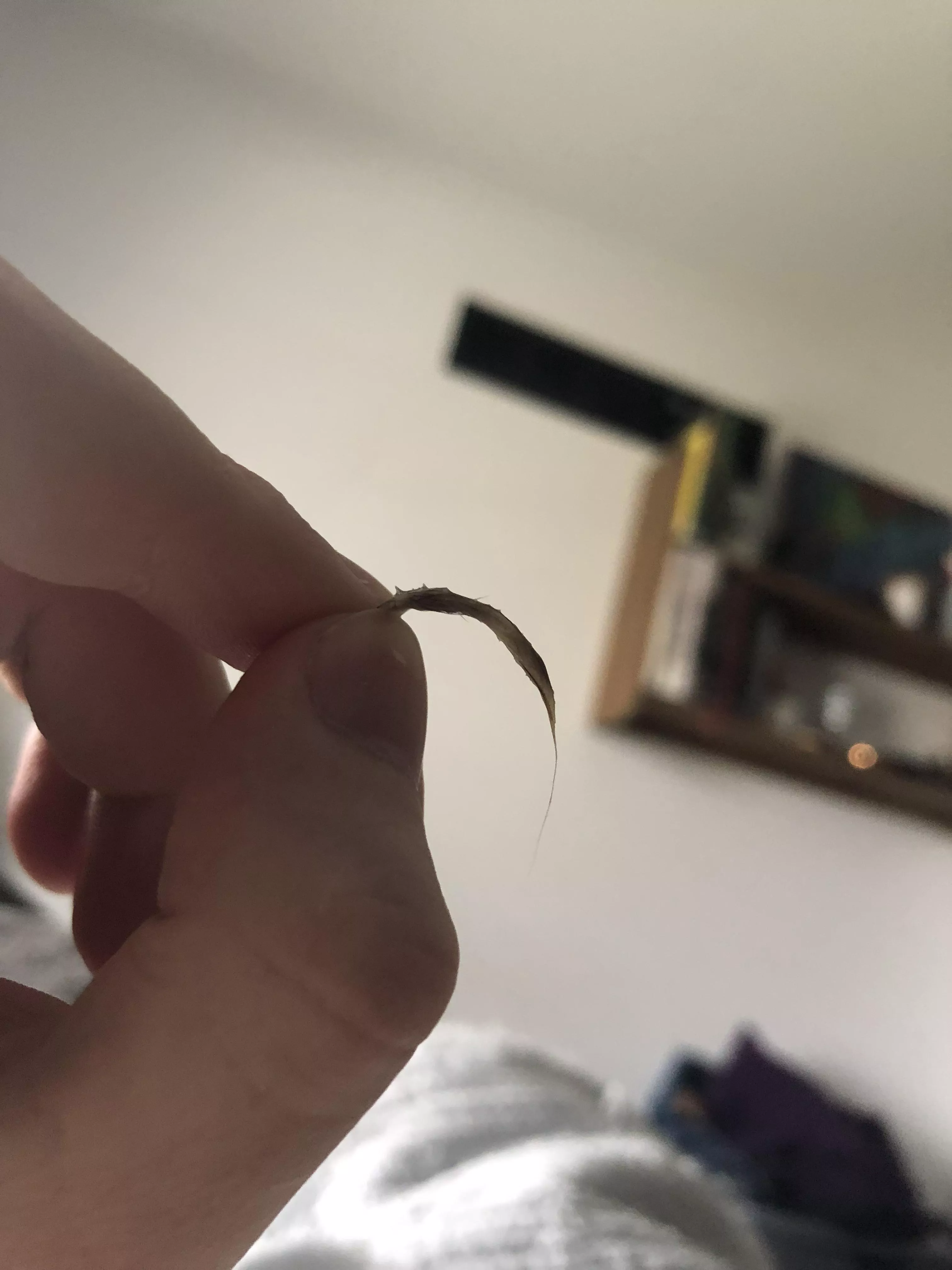 Pulled this out of my eye this morning… posted by Level_Elevator_310