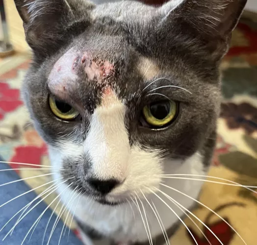 Update: JJ’s abscess wound is healing well by Jirel-of-Joiry