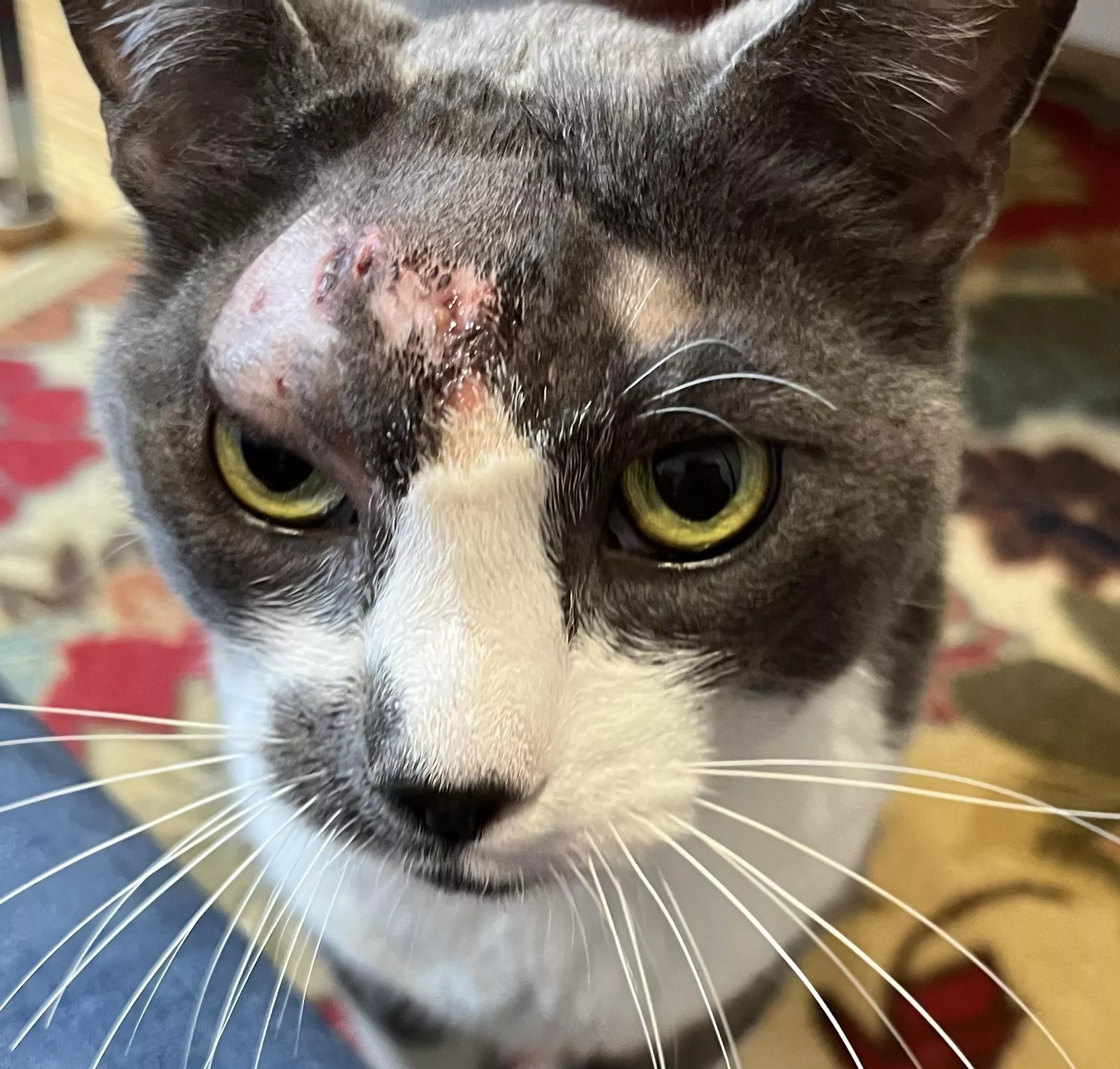 Update: JJ’s abscess wound is healing well posted by Jirel-of-Joiry