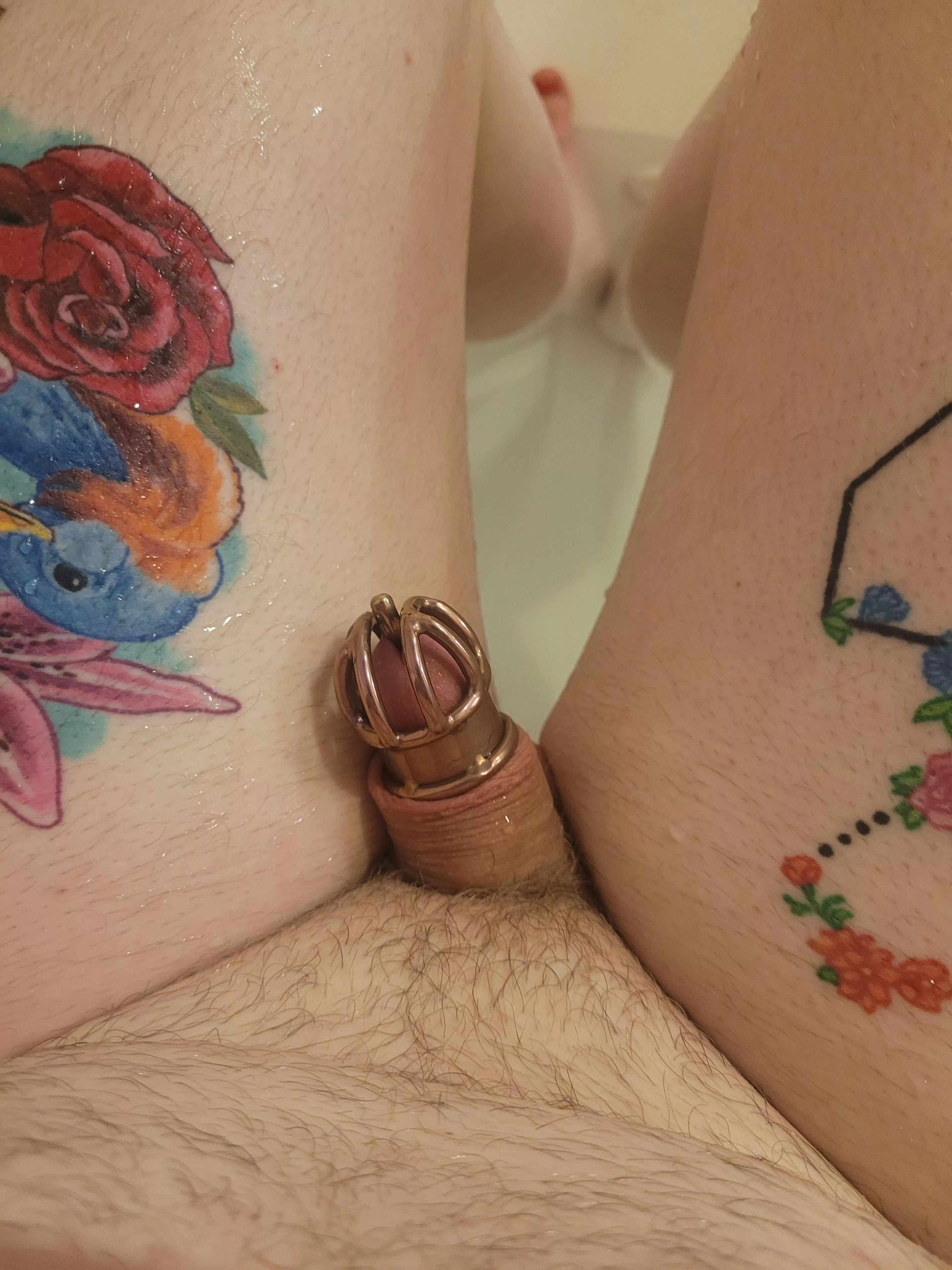 New prince albert cage is finally here! posted by angrymatt