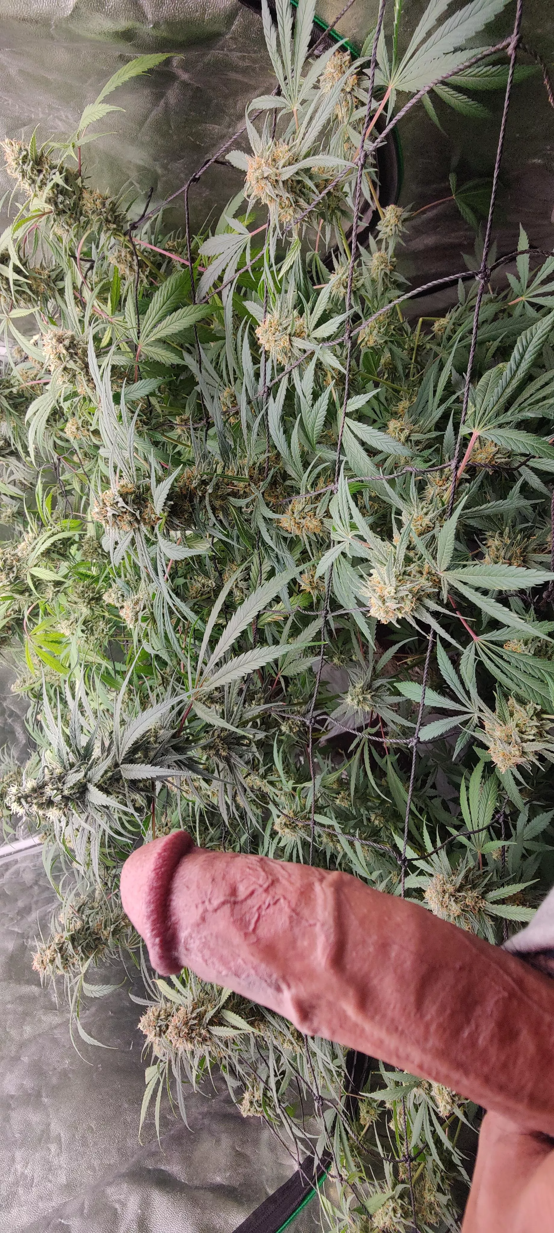 Cock a Cola. (M 35) posted by Himalayan_runner