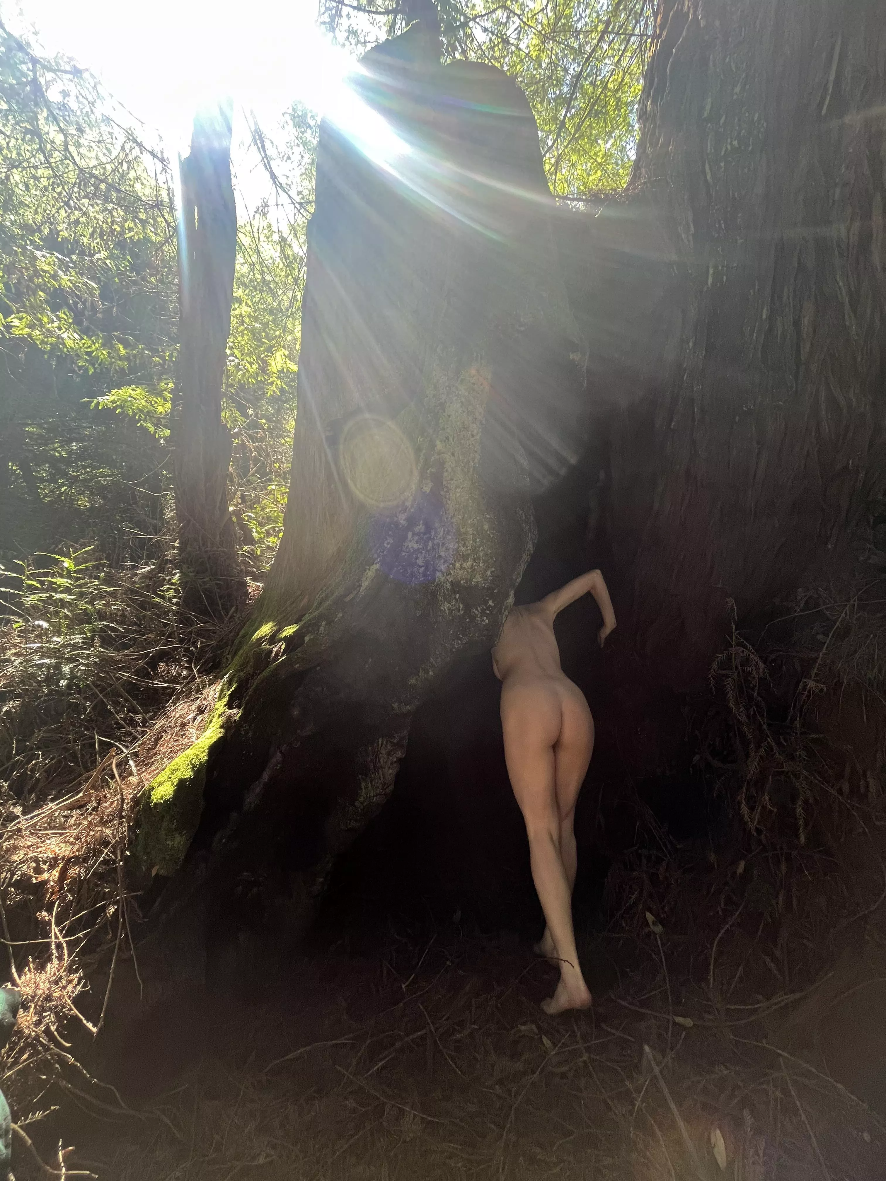 Found a hiding spot out in the redwoods this weekend! posted by ccflight