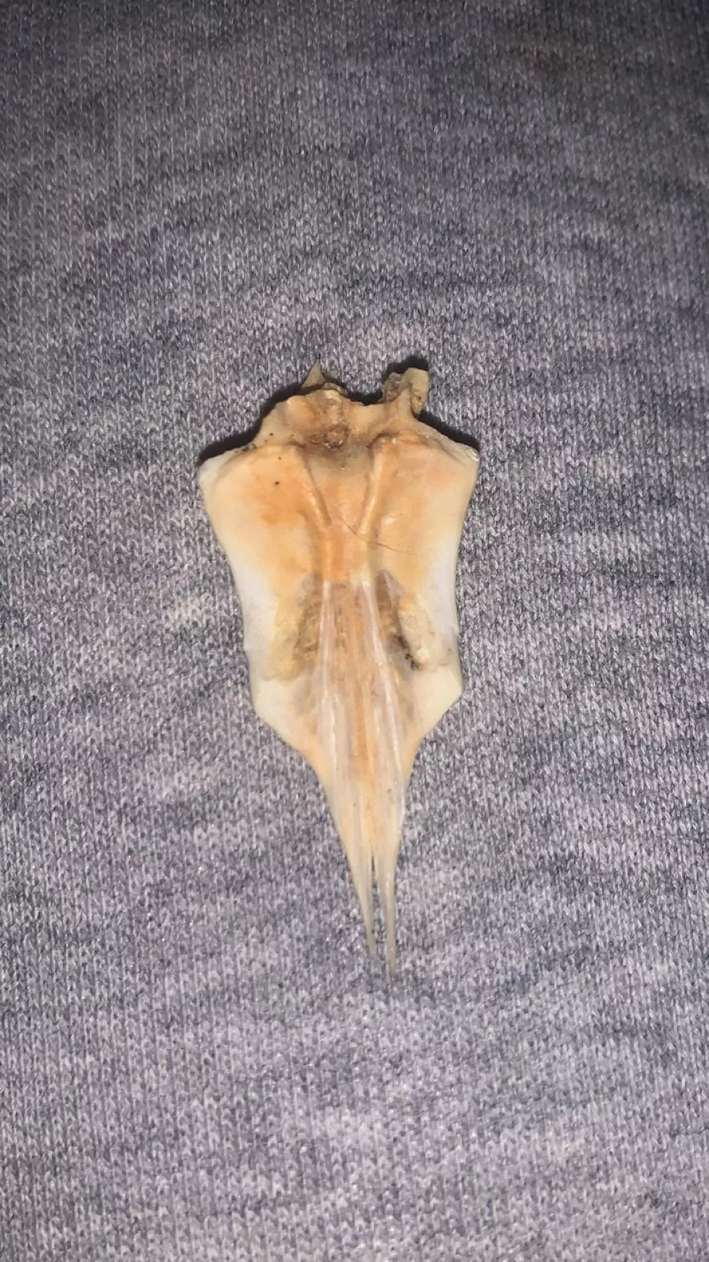 Tooth/bone found on beach? posted by Significant_Peace384