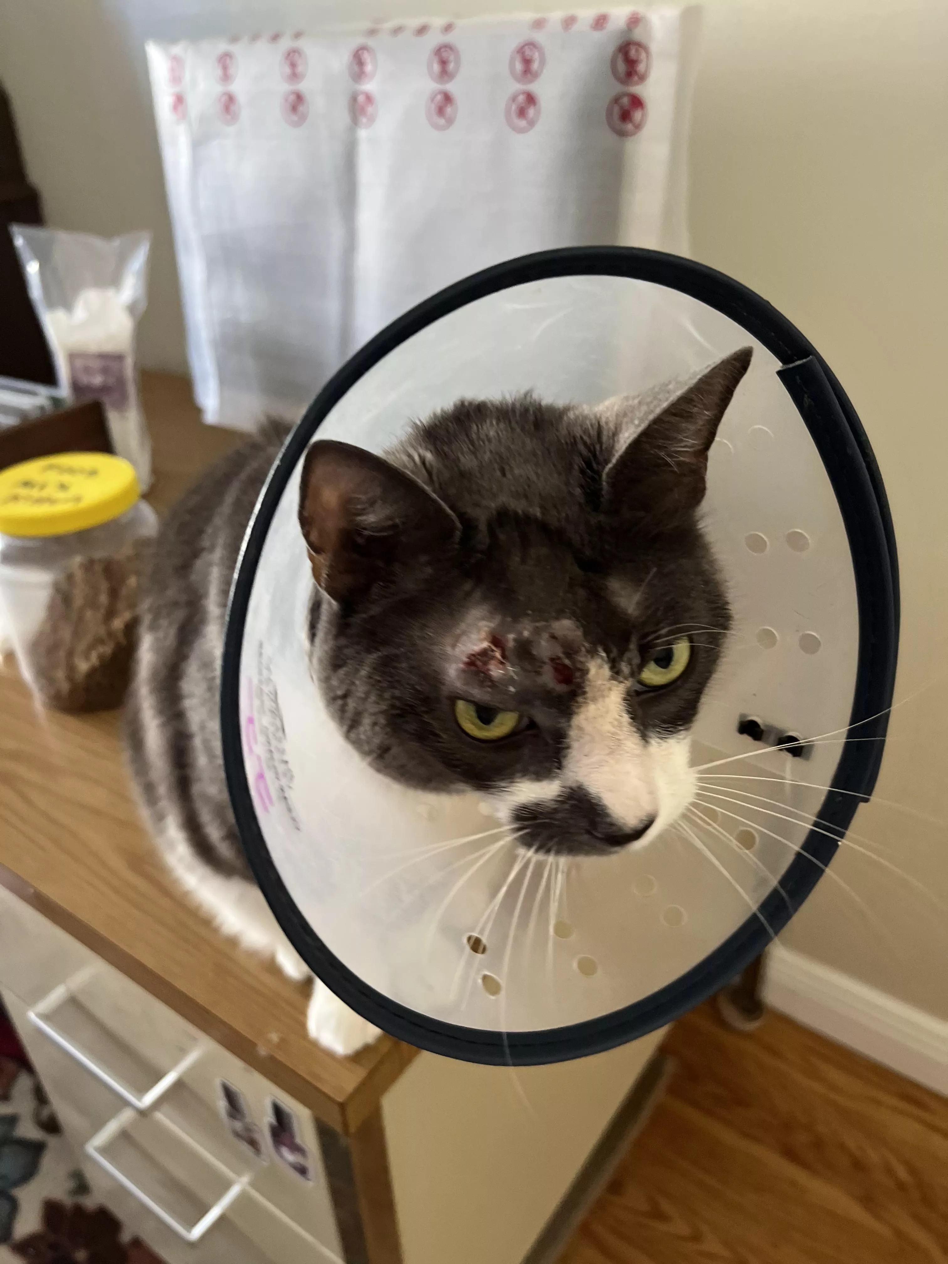 Update: the tubes are out and JJ is healing! posted by Jirel-of-Joiry