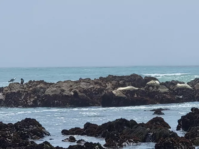 Feel the waves.. by Global-Marionberry63