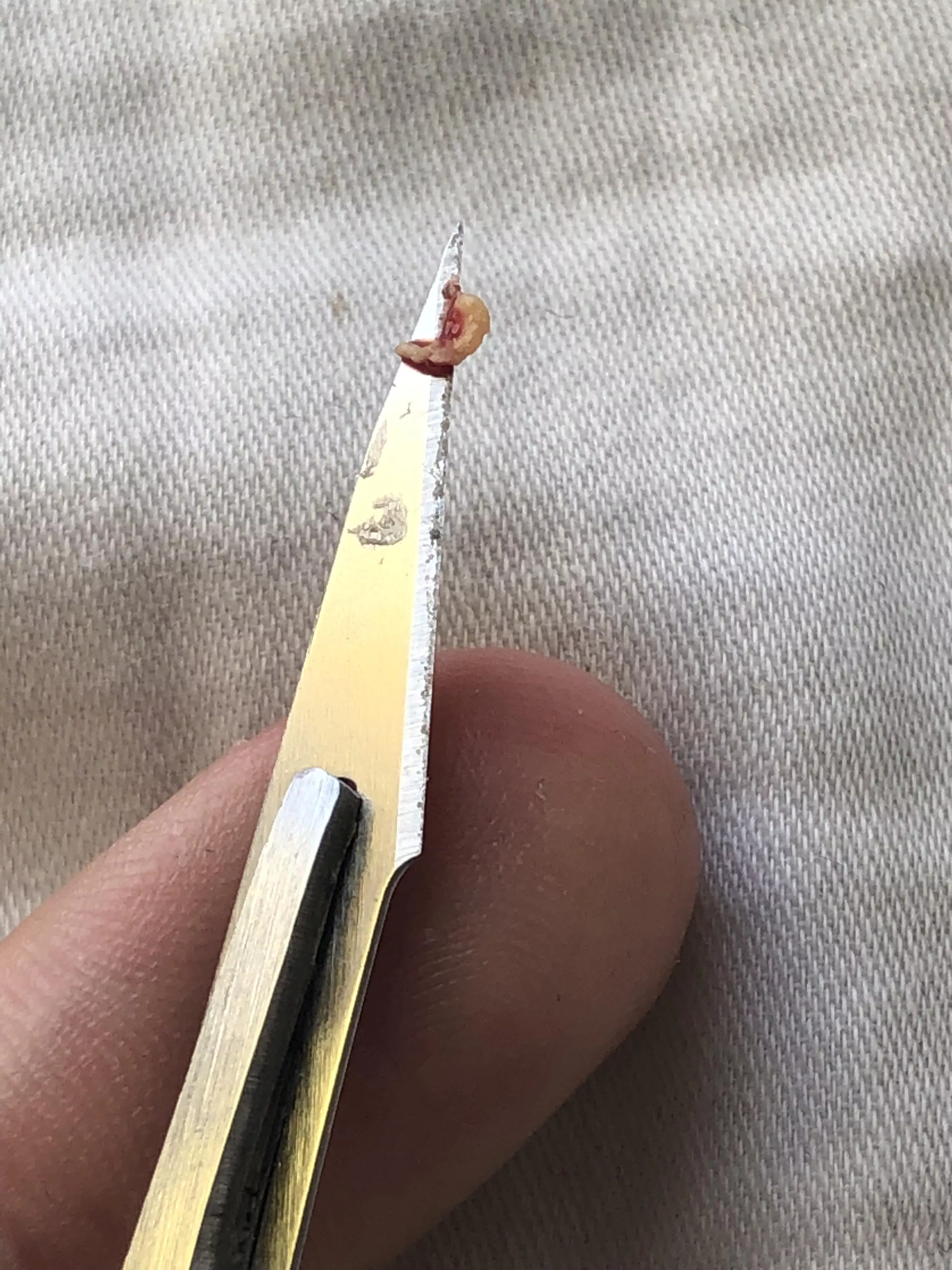 First post as a lurker, this silly little thing has been brewing for years now. Right under my left nostril posted by gemstonepotato