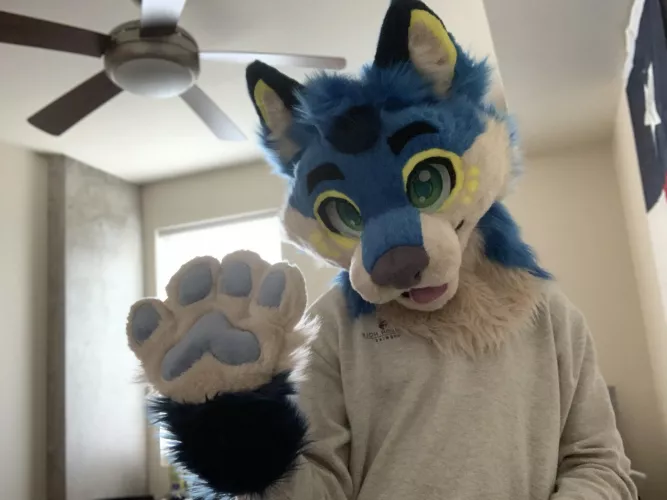 First post of my new fursuit on here 💙 by GlitteringStation800