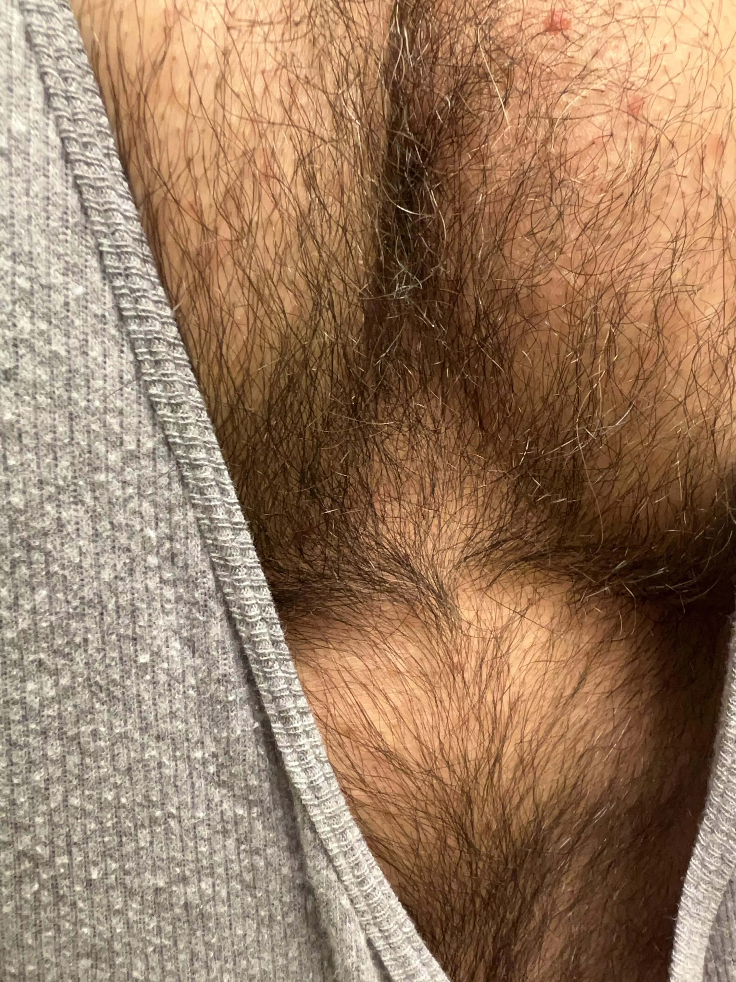 Furry pecs posted by FurryDILF