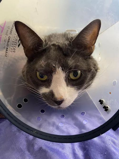 Update: JJ’s abscess is gone but he picks at the scab so he has to wear the cone by Jirel-of-Joiry