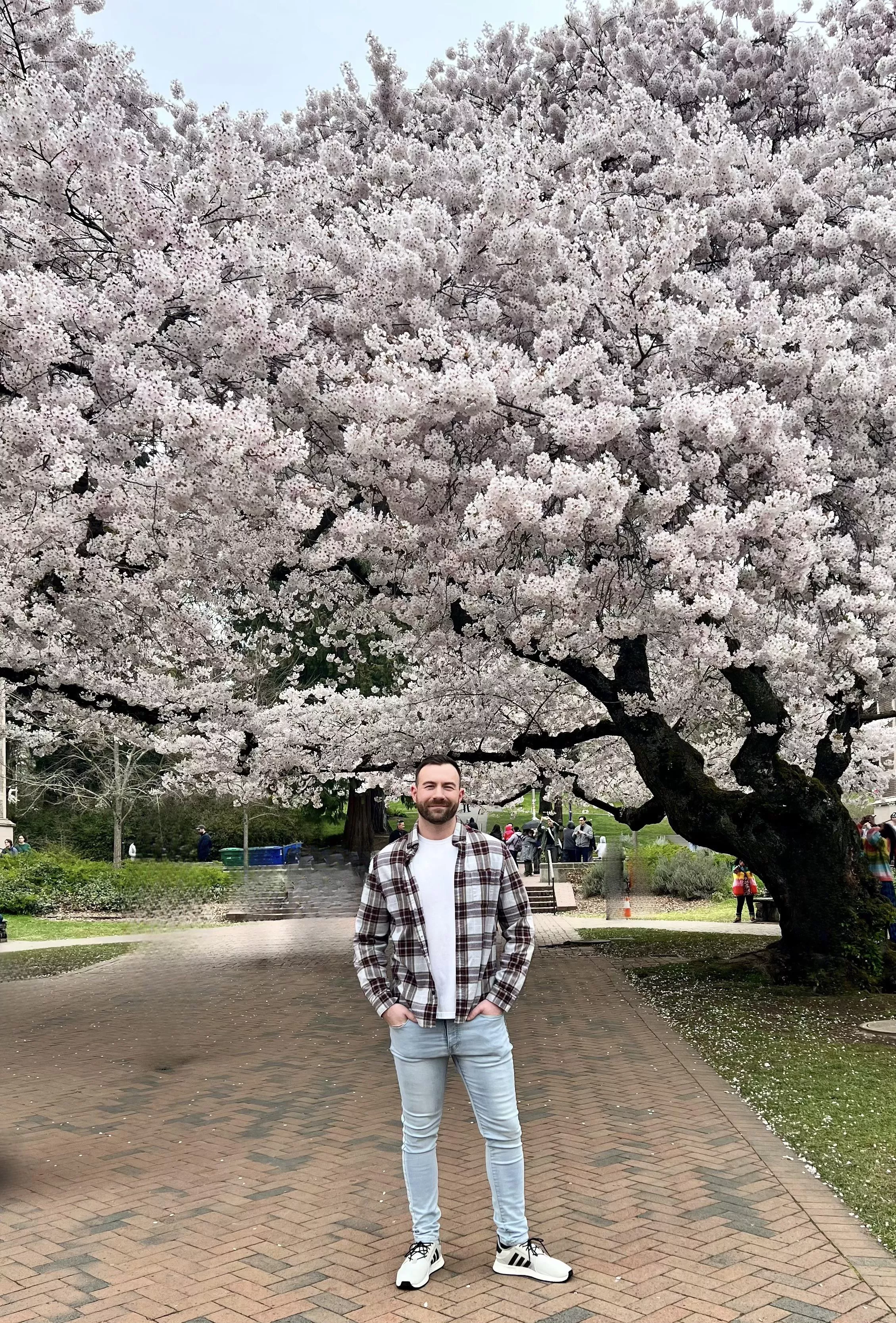 Cherry blossoms at University of Washington posted by Danieldoeswhat