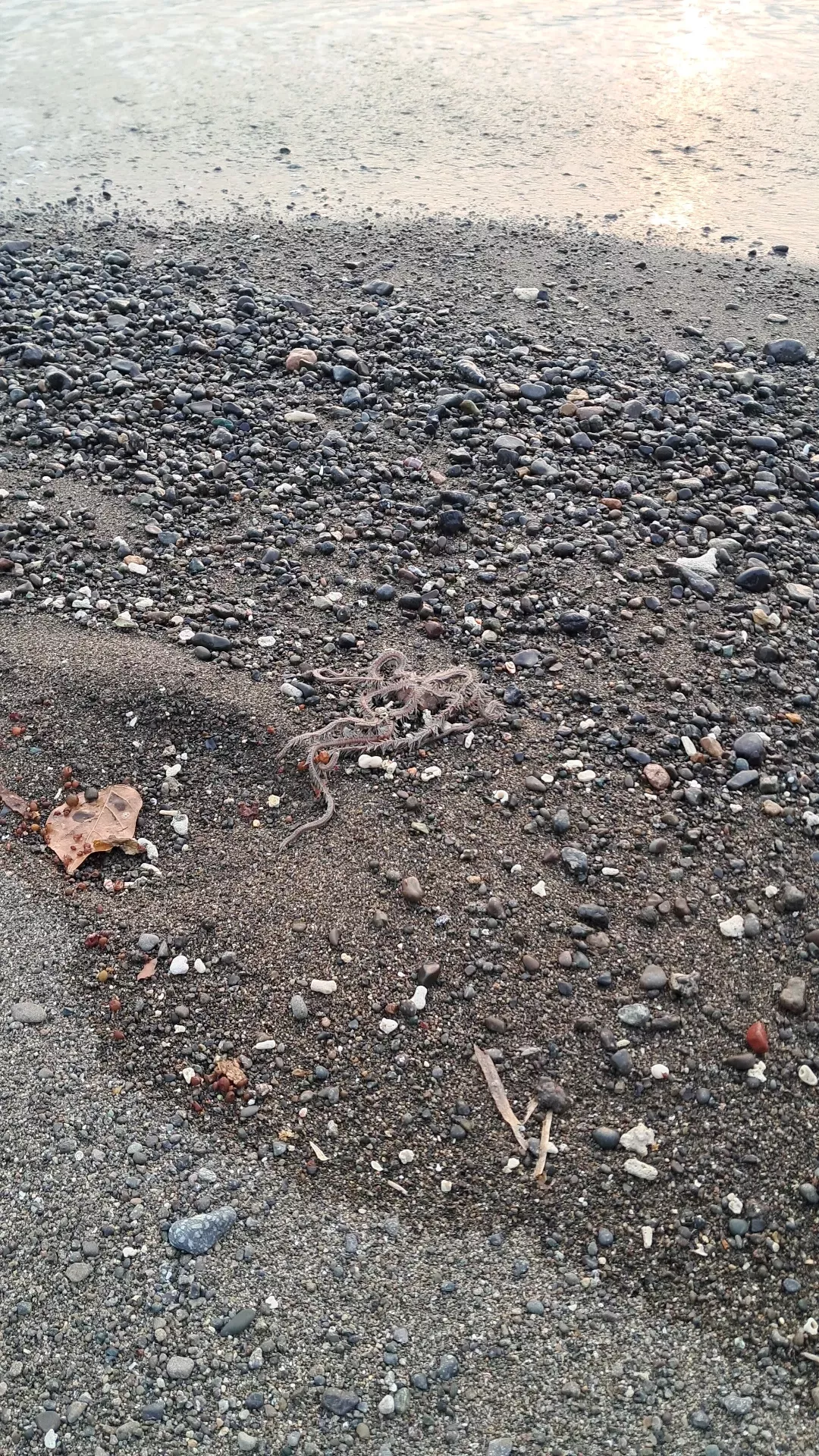 Just saw this at the beach today, does anyone know what this is? posted by r_notkaguya