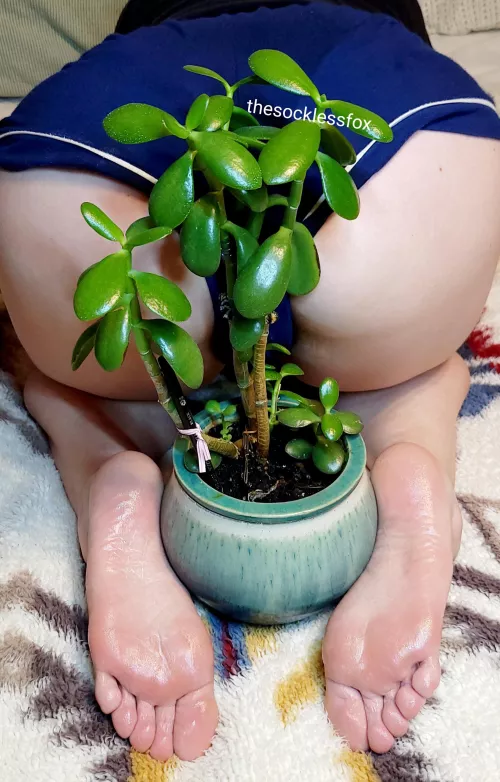 OC Jade by TheSocklessFox