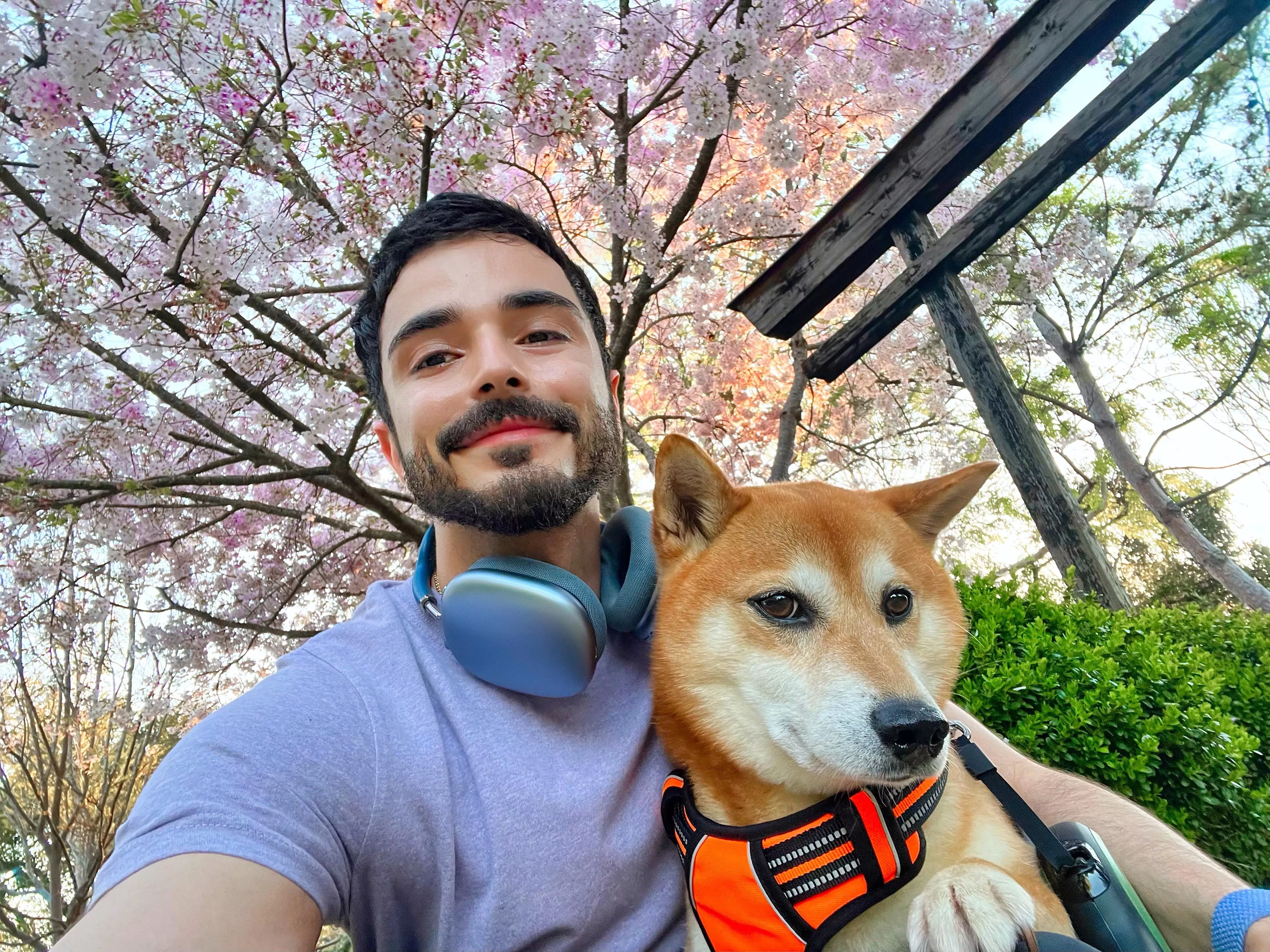 Spring is here 🦊🌸 posted by Sasinsas