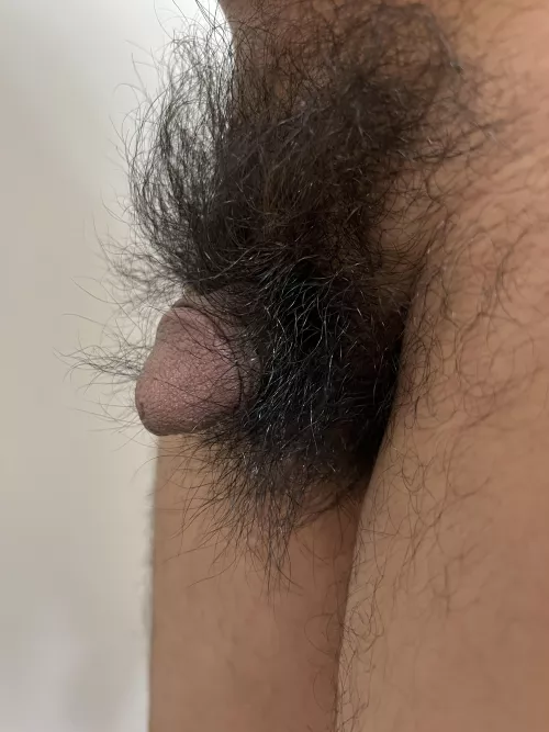 Pubes longer than my dick. Should I shave? by Lazlo_lazless