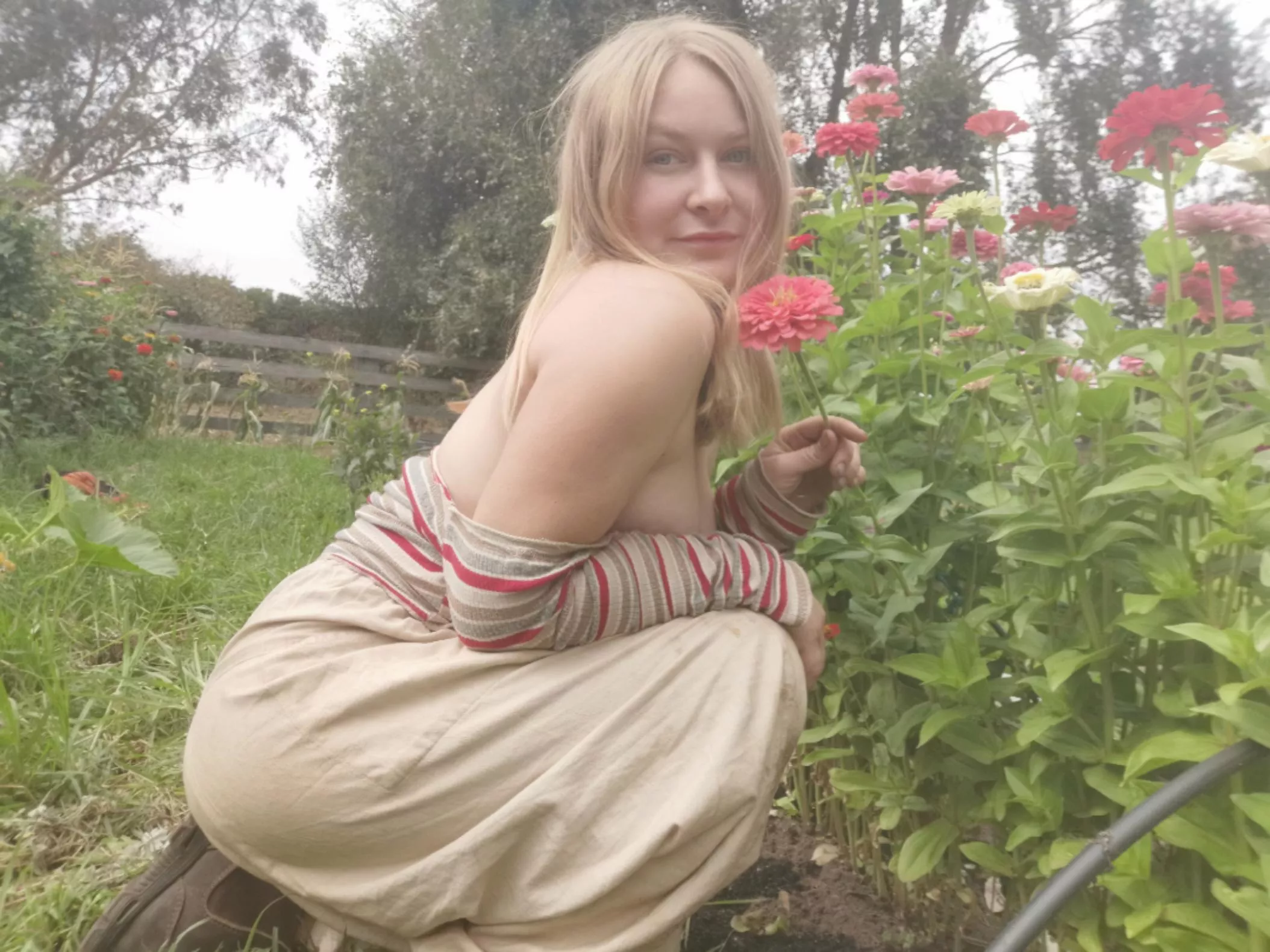 My Zinnias posted by zen_o