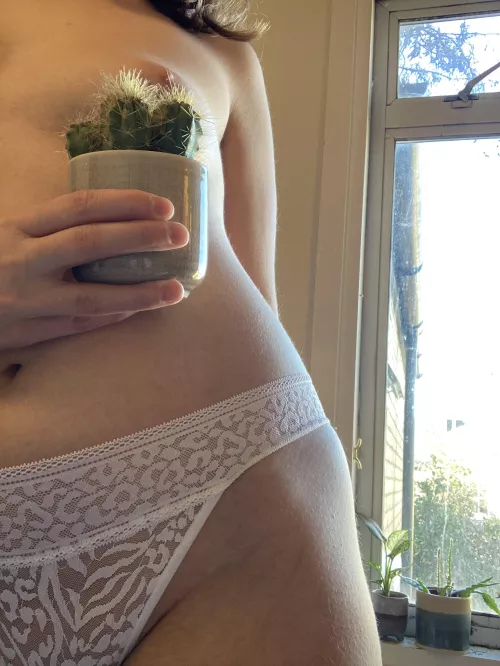 Some prickles to go with your fuzz this morning by elsiepebble