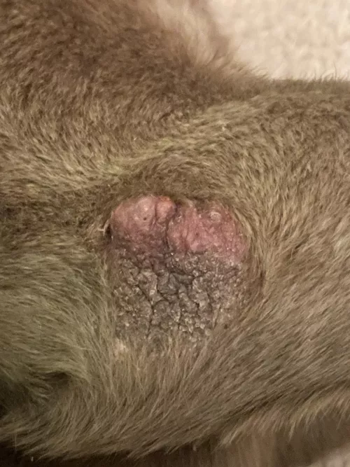 What is this on my dogs knee? She’s had it for years and whenever I squeeze it, it puts out pimple like secretions. Is it safe to squeeze? by Chapstick160