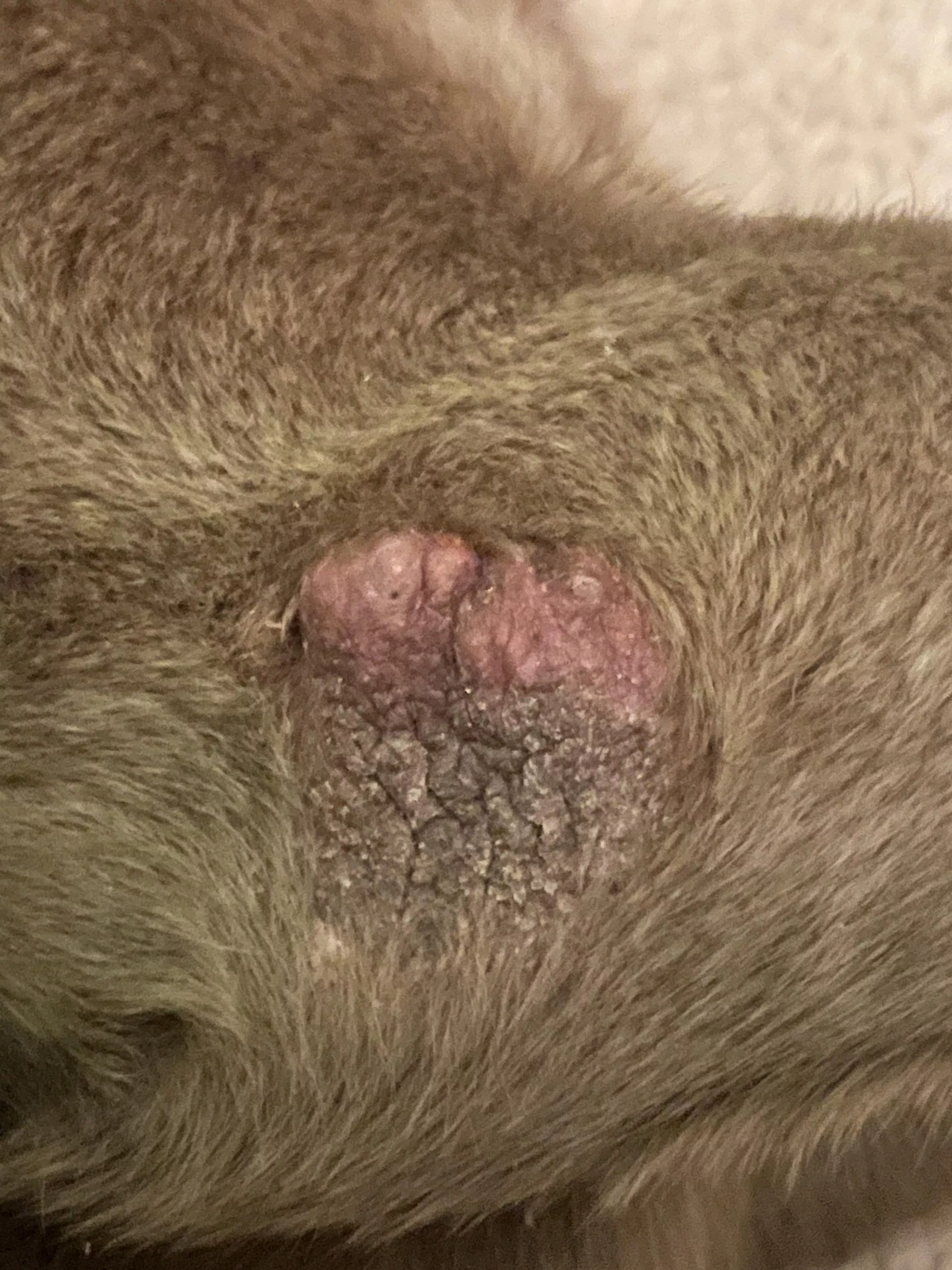 What is this on my dogs knee? She’s had it for years and whenever I squeeze it, it puts out pimple like secretions. Is it safe to squeeze? posted by Chapstick160