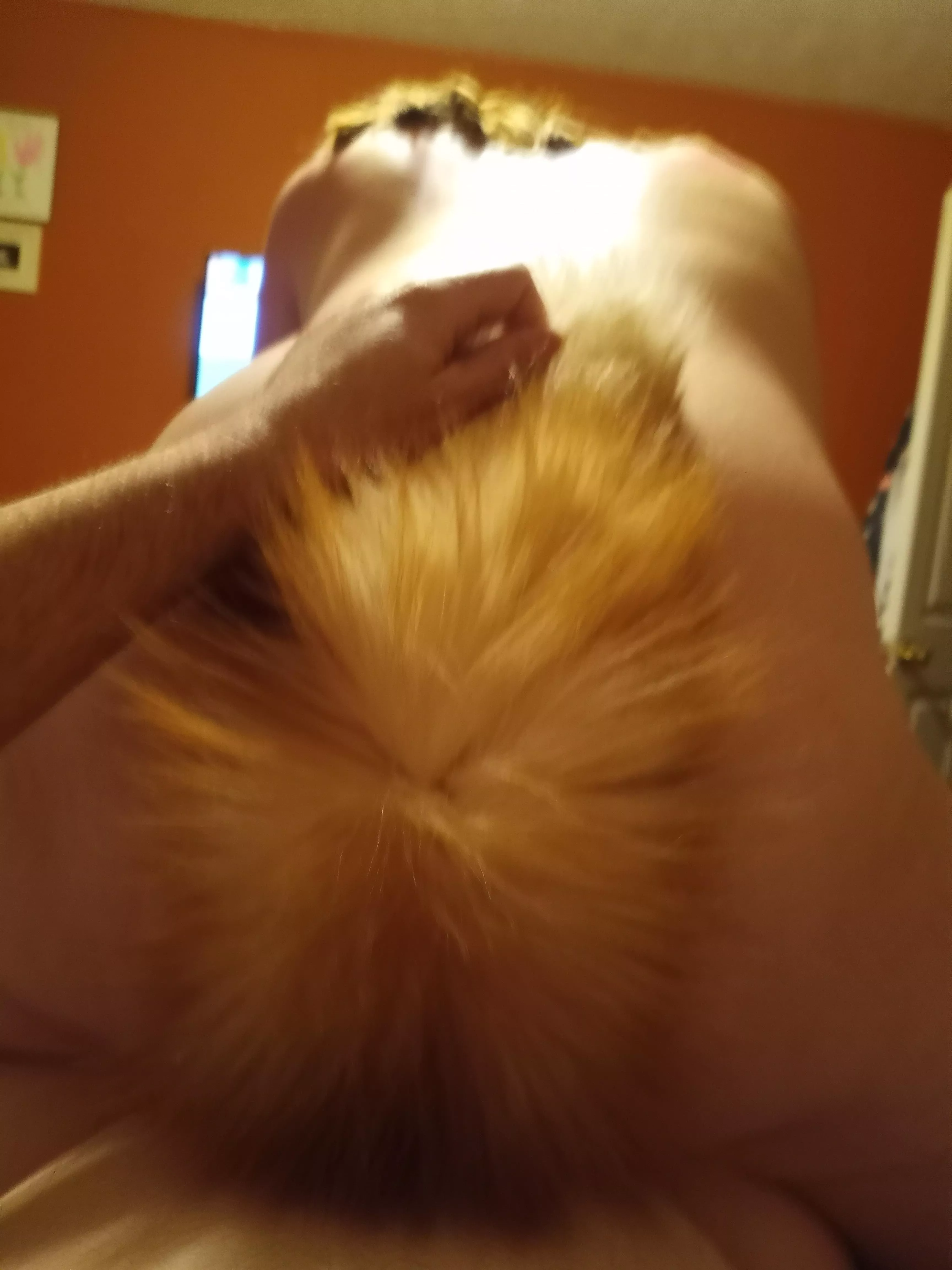 My sexy 🦊 getting bred. (Couple) posted by CarJunkieN400