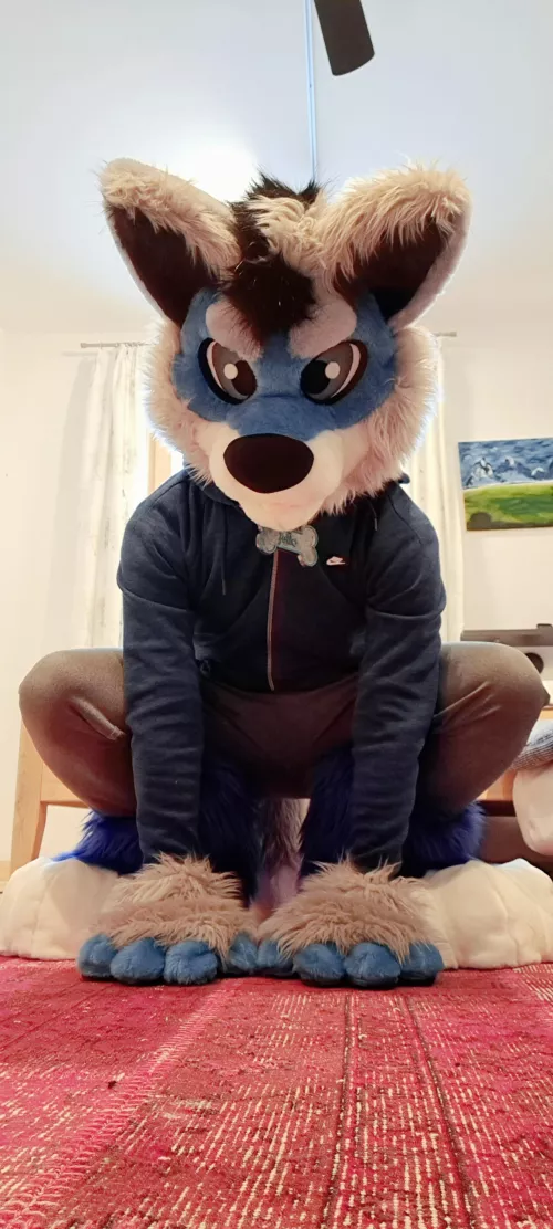 Good Boi waiting for some Treats 🐺💙 by Jasonfax