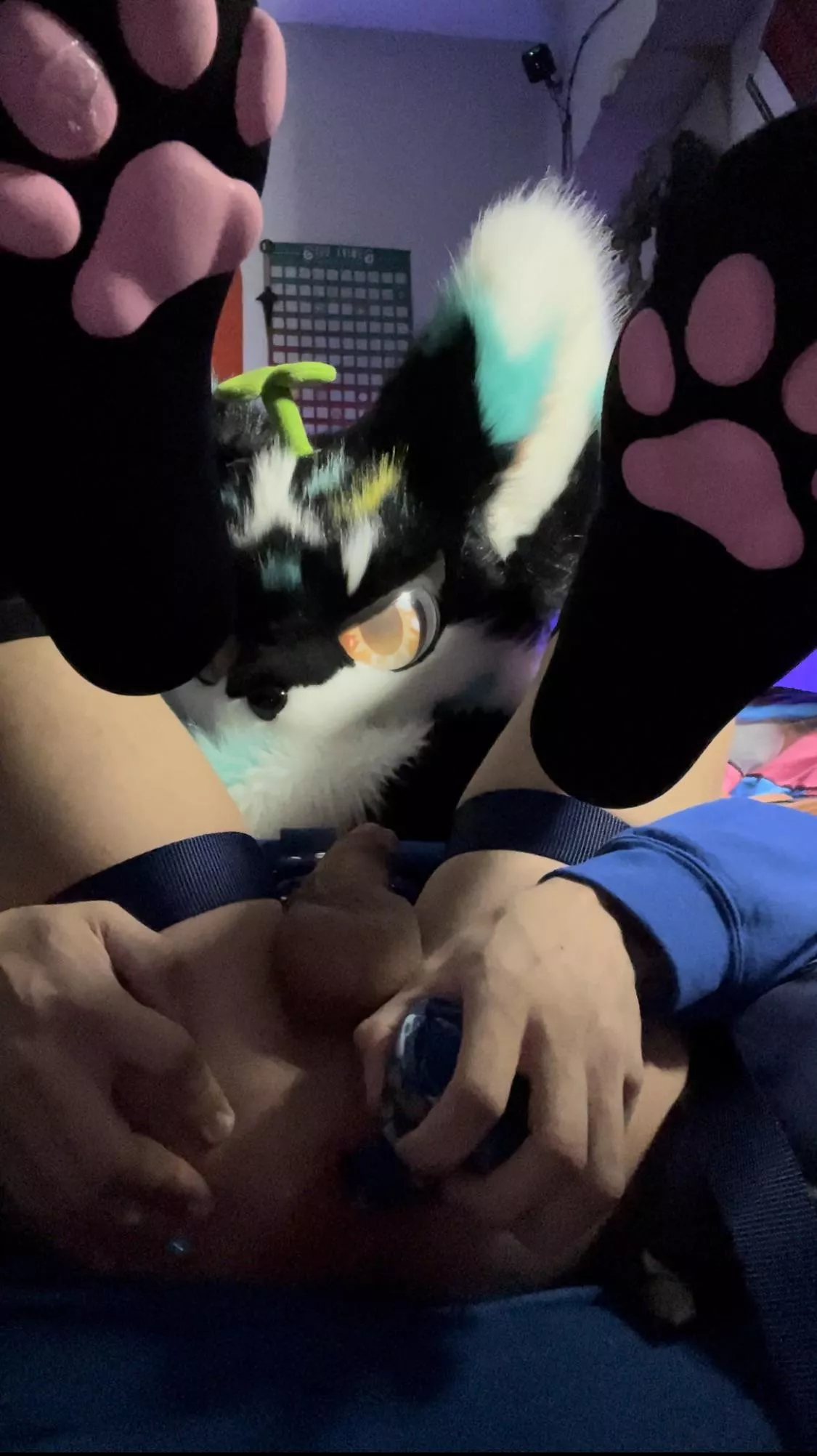 I think I might need a size up on my rex posted by BluPointA