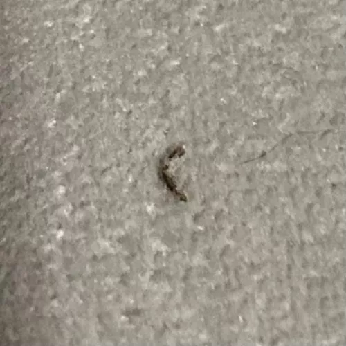 [PIC] i had this annoying thing in my leg for weeks until I decided to try popping it. Sorry for no video by llemonjuiice