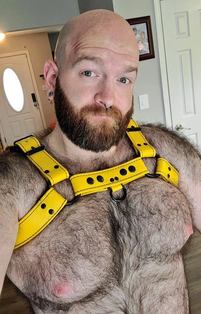Do you like my new harness? posted by Cortair22