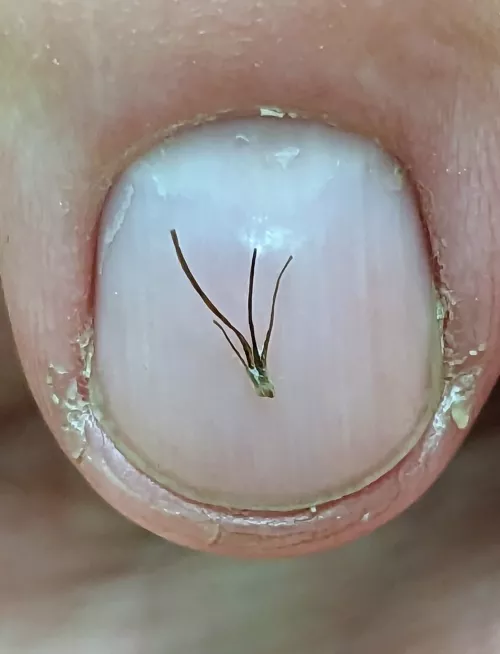 Home grown palm tree! by rain_to_sound