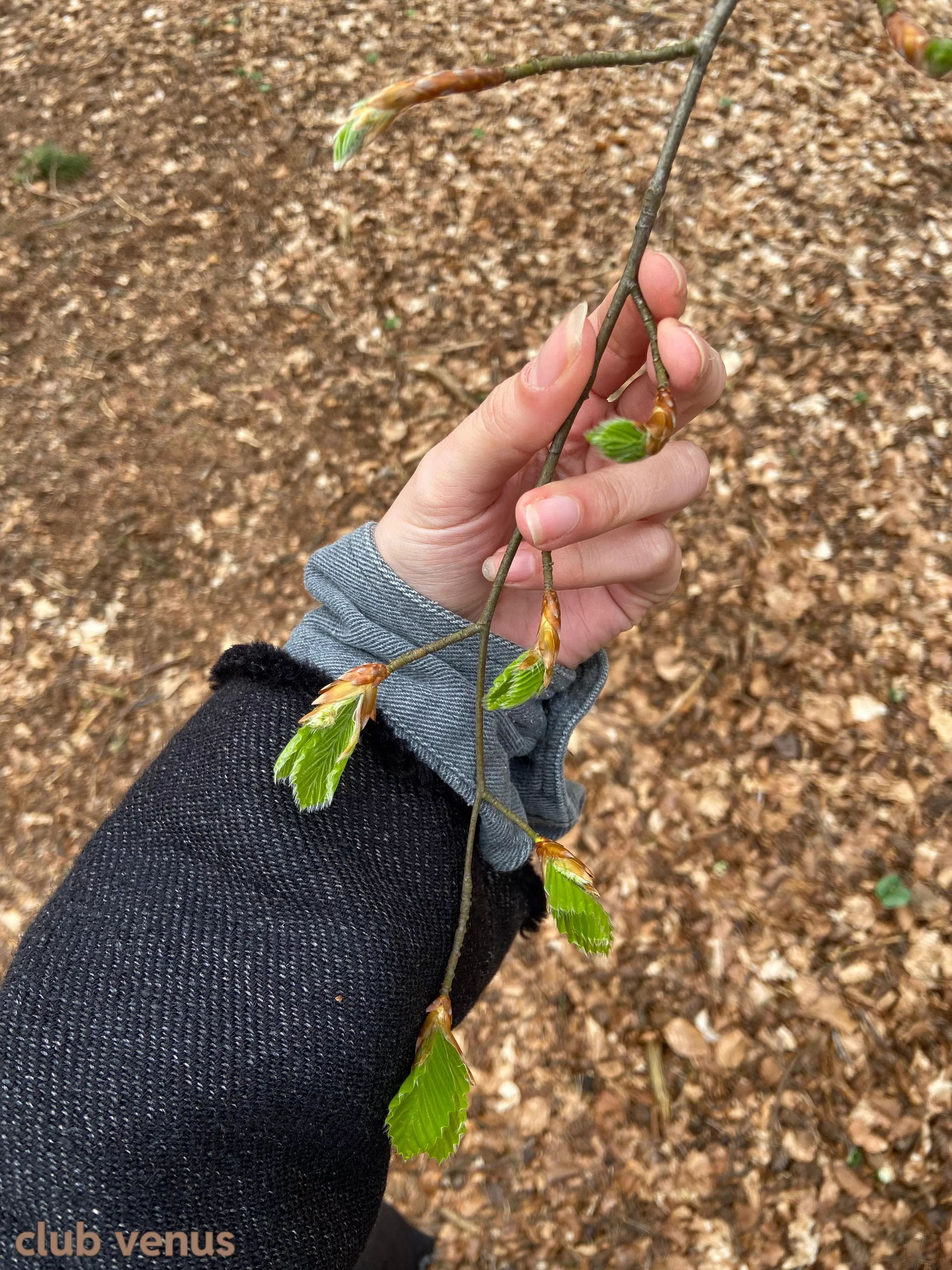 Venus loves wood posted by VenusFootsteps