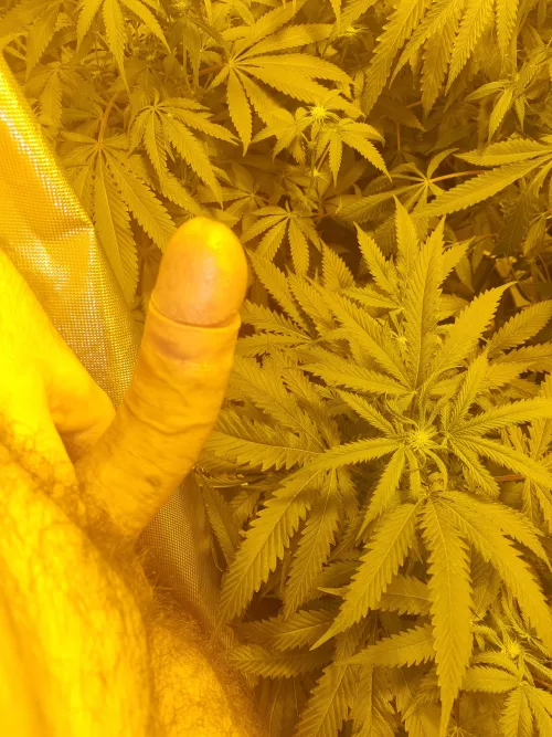 [M] checking on the girls before bed. Where's all the British stoner chicks at? by lilb_01