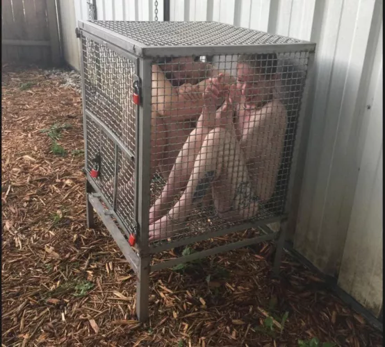 Caged Smile by CautiousOp