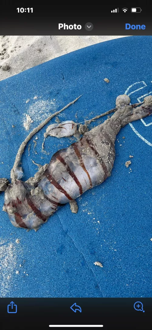 San Diego sea life by Glad-Bedroom9481