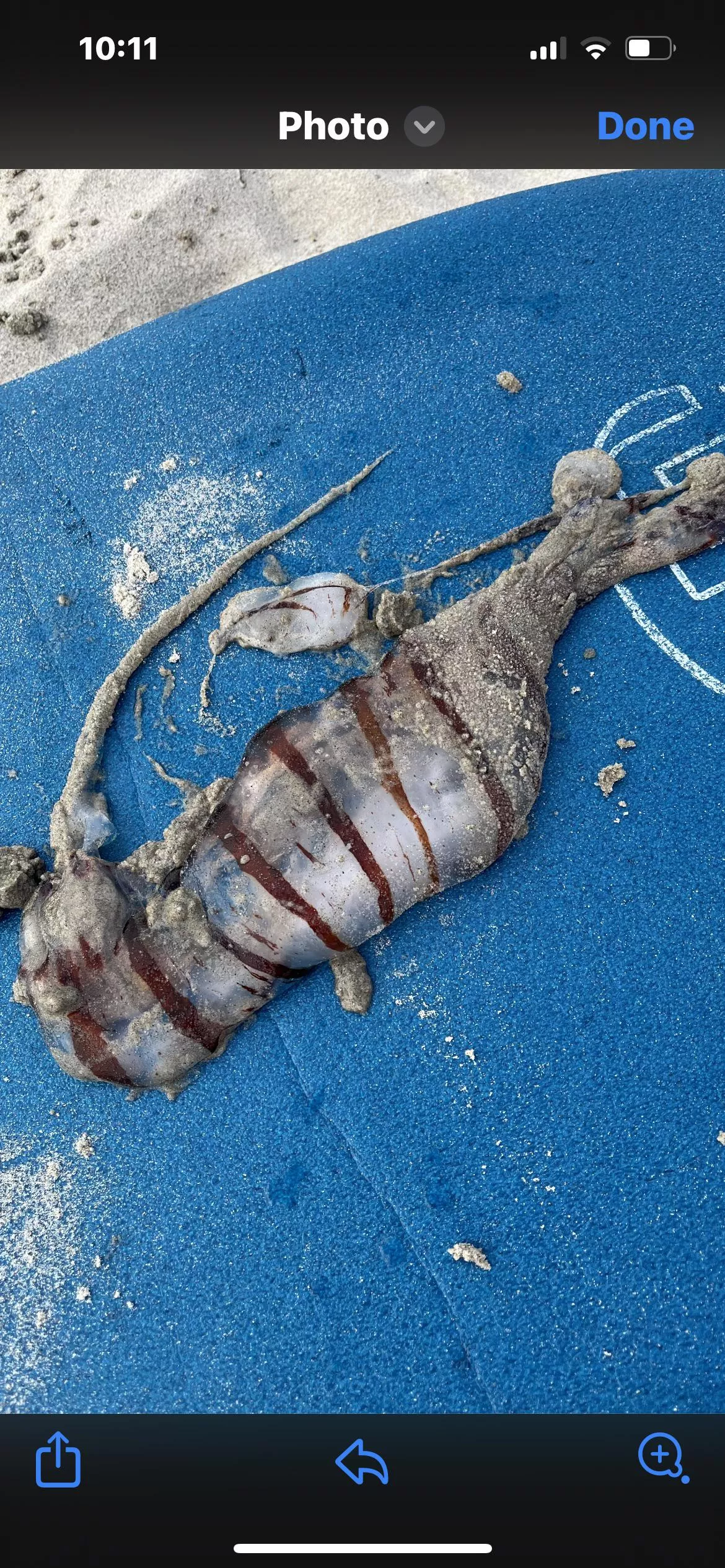 San Diego sea life posted by Glad-Bedroom9481