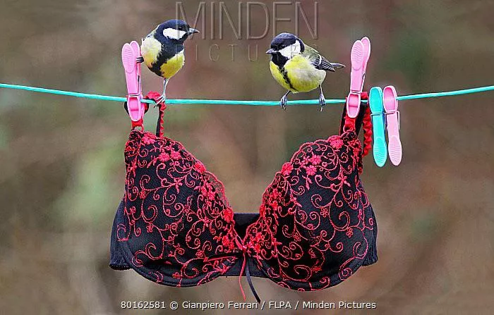 Tits can’t even fit in a bra posted by AbnormalPuma