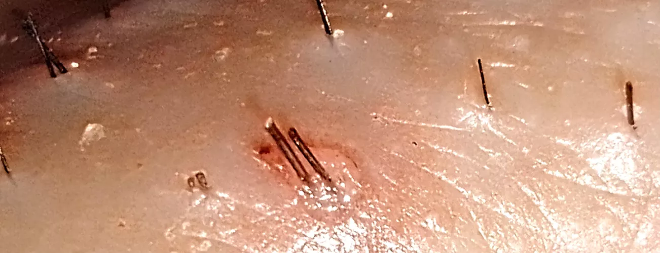 Pluck or nah? I dubbed these the Twin Princes for obvious reasons lol by HemingwayBells21121