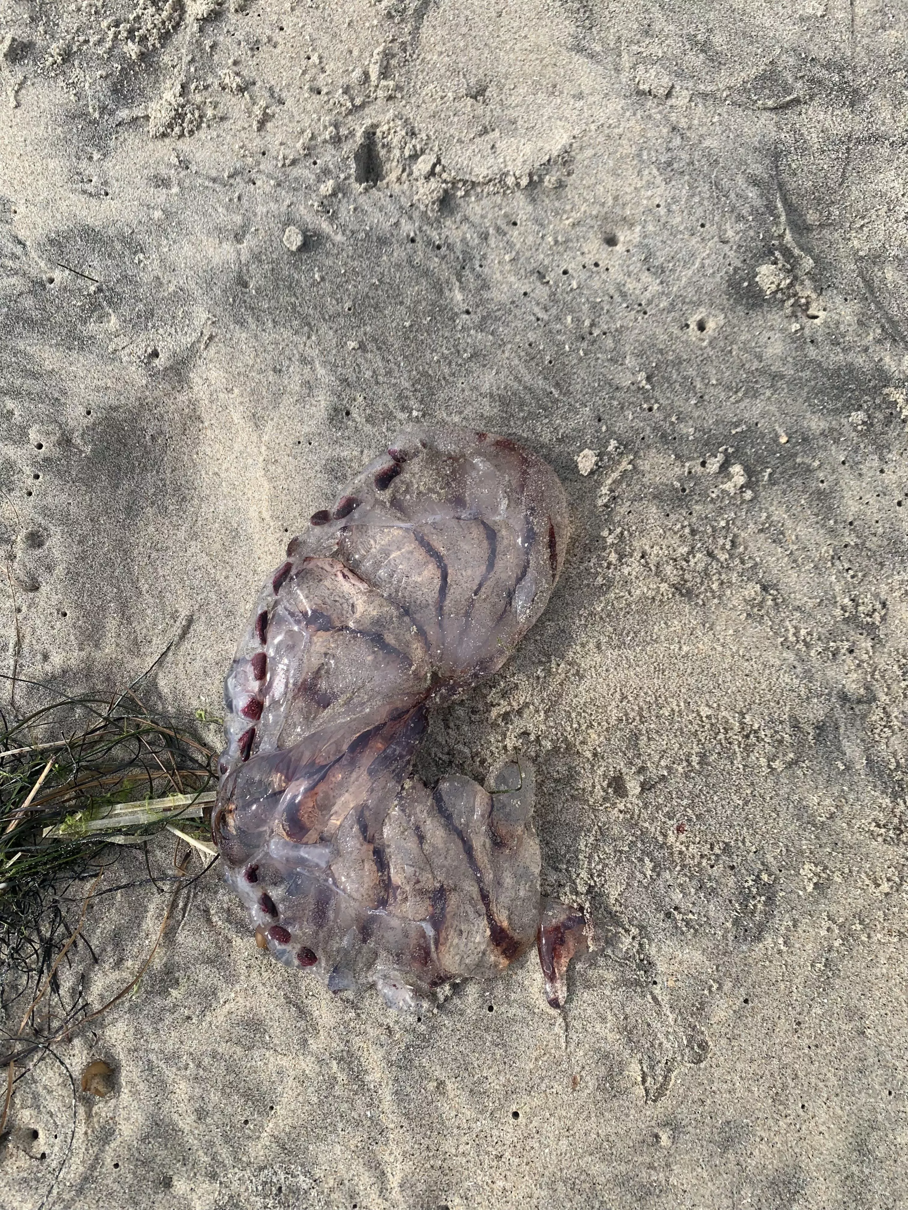 ID request posted by checkm8bruh