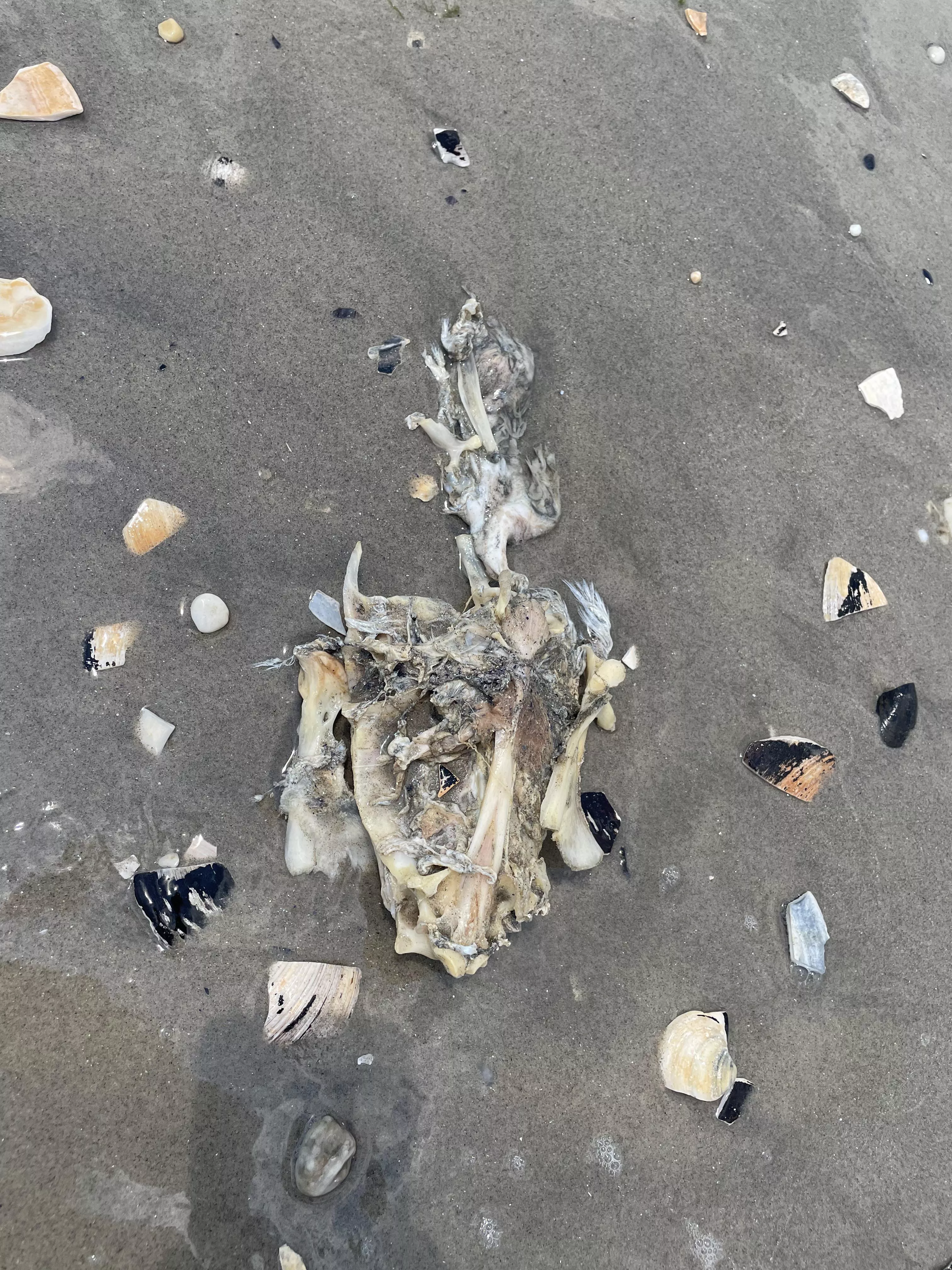 Anyone know what this is? found washed up @ beach posted by messedup_shit