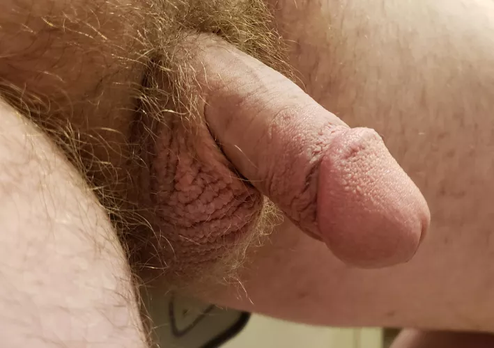 My soft circumcised penis by LionRoar368