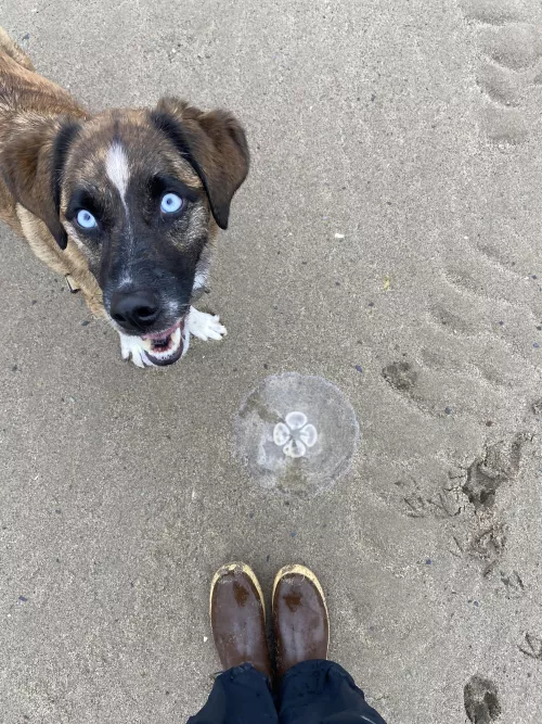 Alaska beach walk by dirtseedgroweat