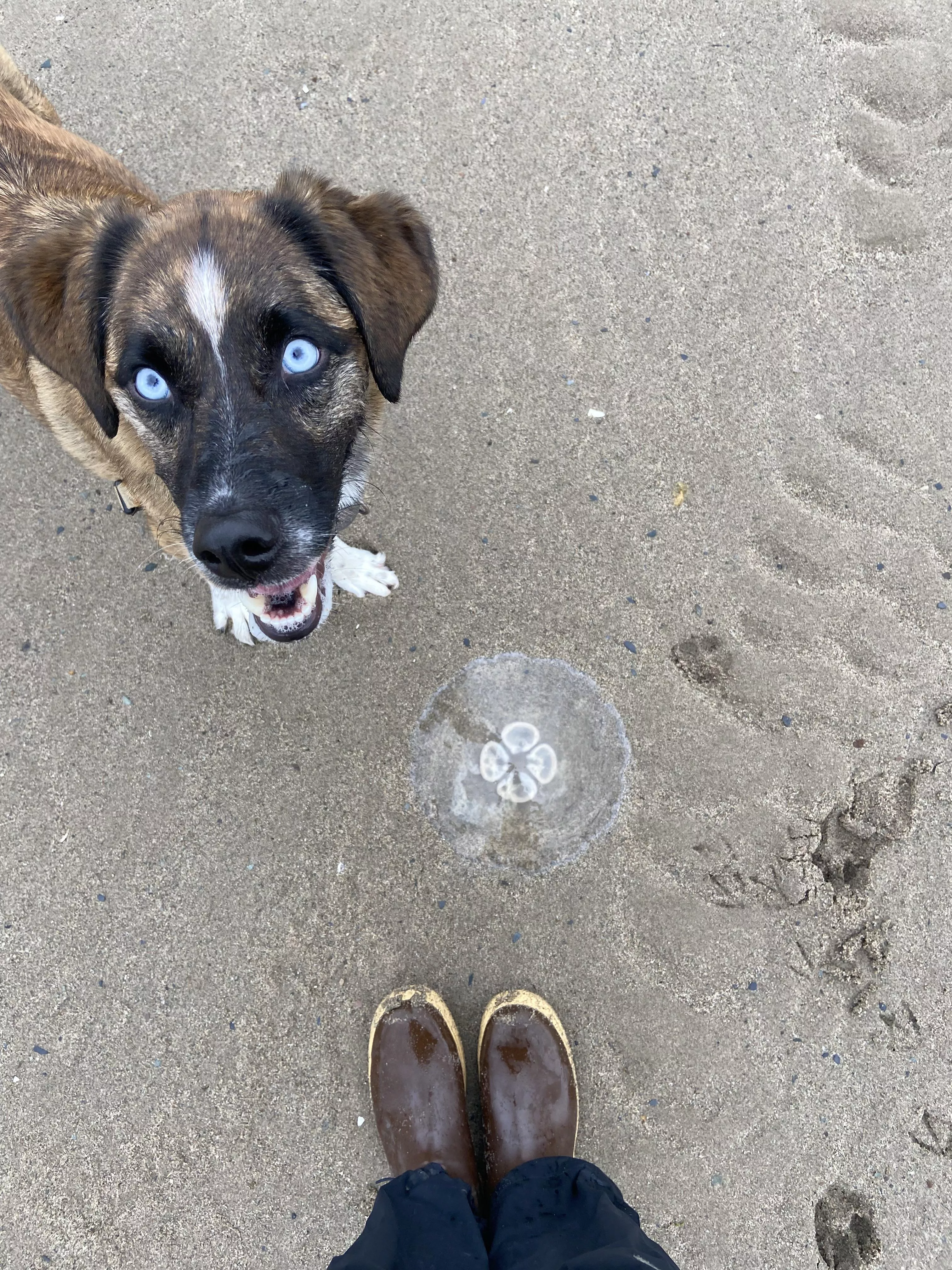 Alaska beach walk posted by dirtseedgroweat