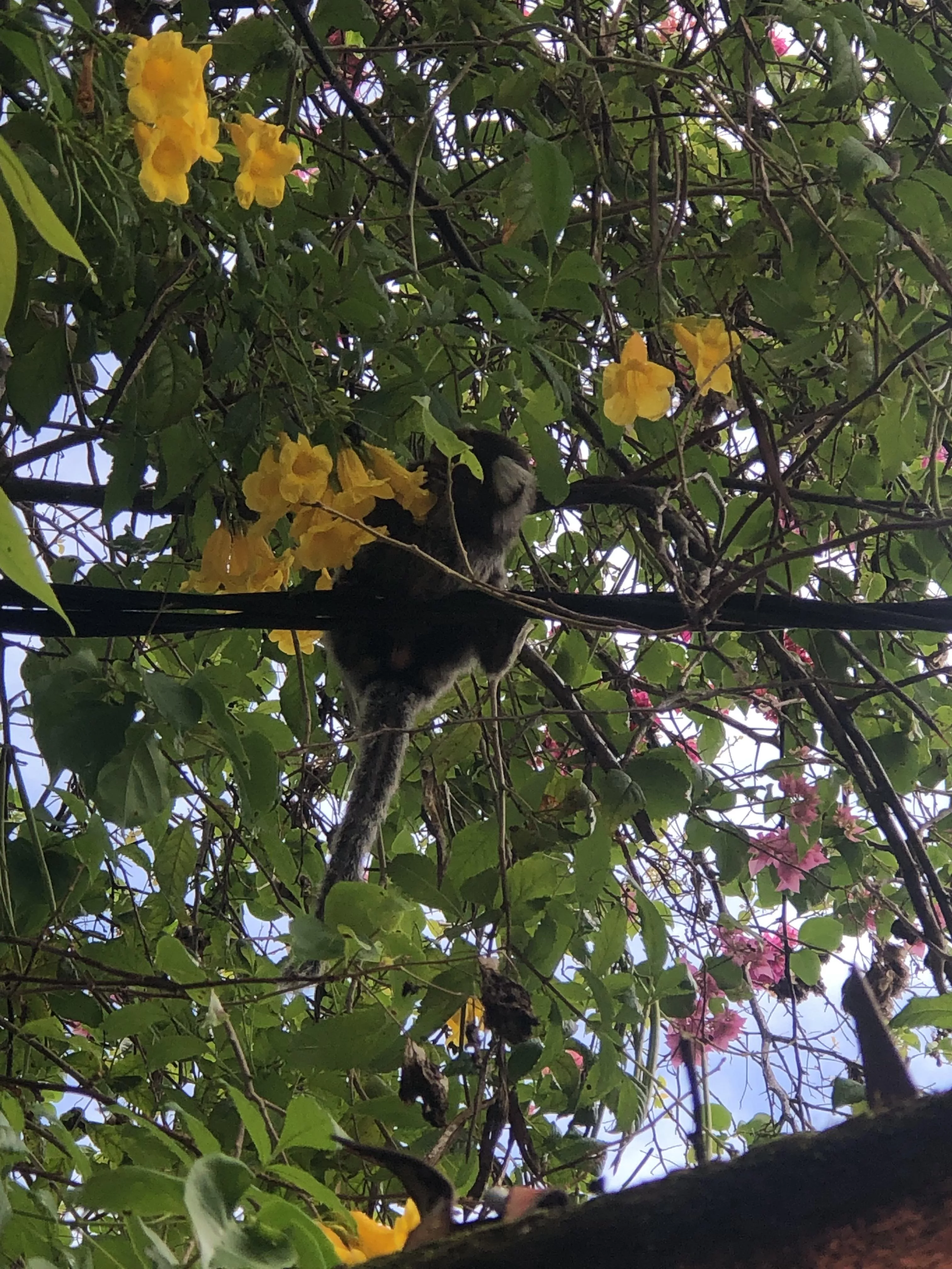 hiiiii posted by MistressCloud