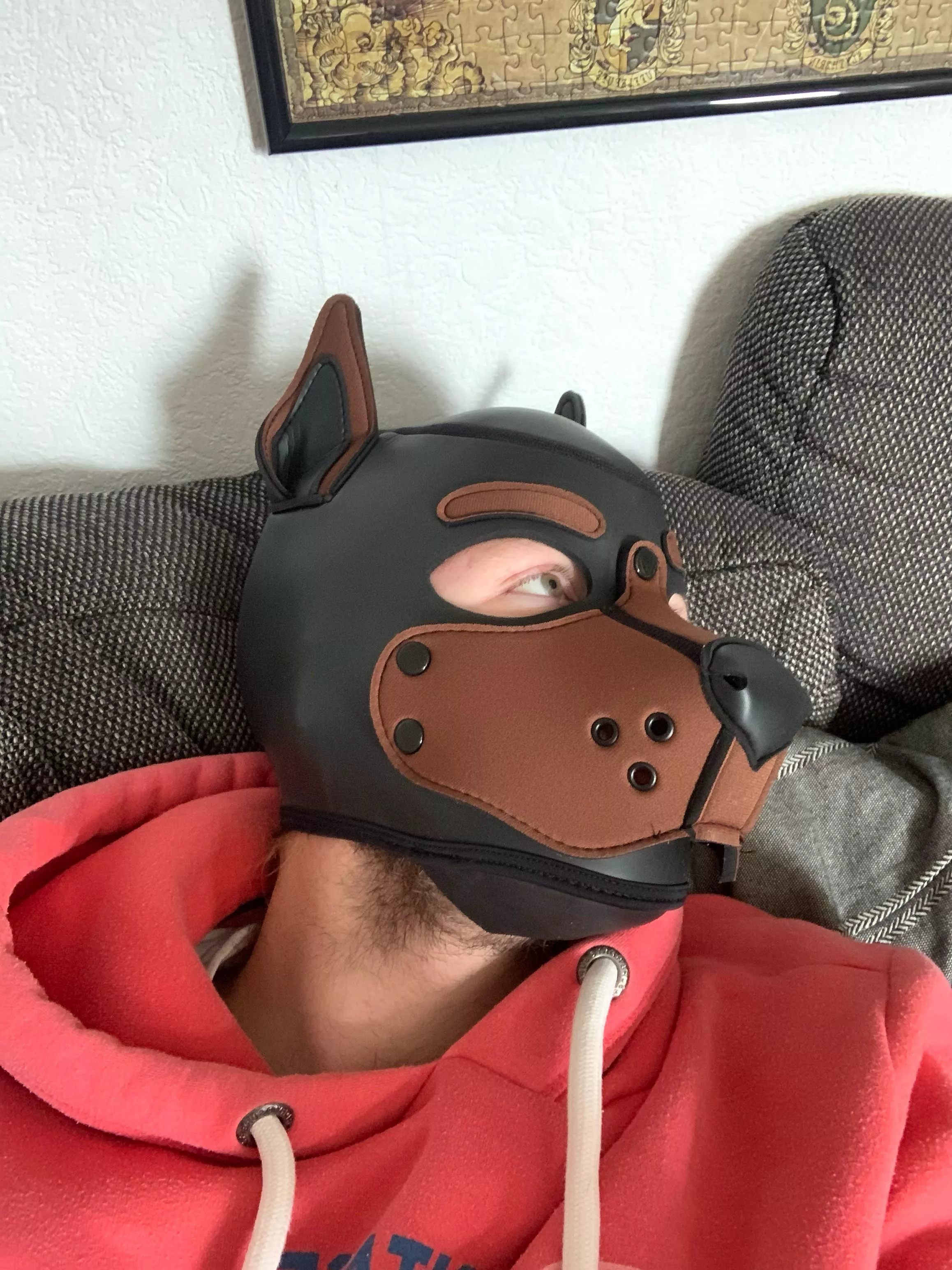 Looking for someone who would likes playing with me posted by Doberman_pup_Ace