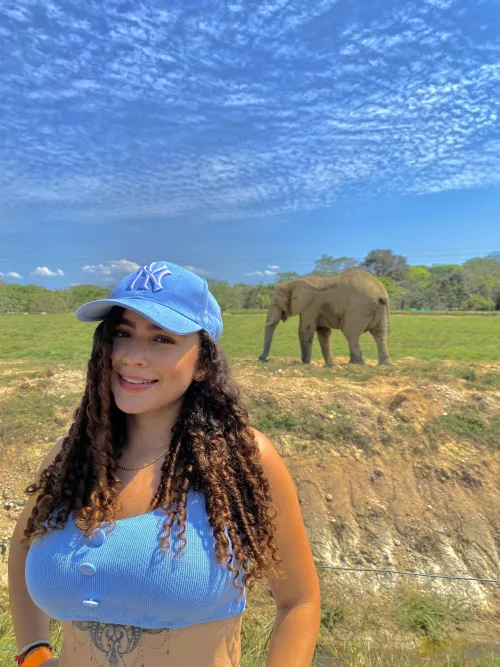 The elephant is definitely too big to hide by lovinscsubsidy